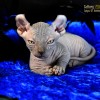 Котята Sphynx, Elf, DWELF.