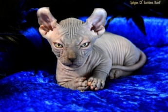 Котята Sphynx, Elf, DWELF.