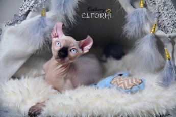 Котята Sphynx, Elf, DWELF.